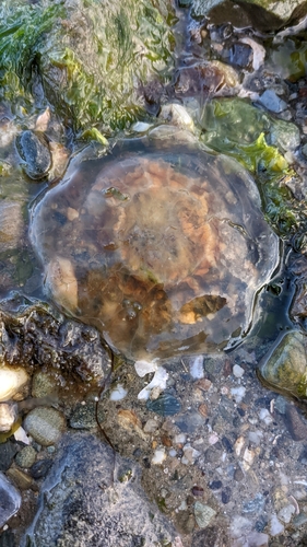 Atlantic Lion's Mane Jelly photographed in Connecticut