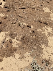 Diadasia bituberculata