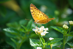 Phalanta phalantha phalantha