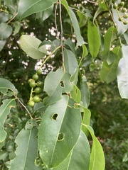 Prunus serotina