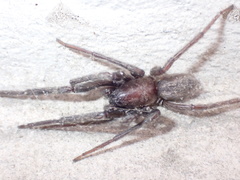 Araneae