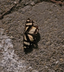 Psychostrophia melanargia