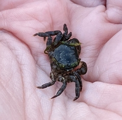 Hemigrapsus sanguineus