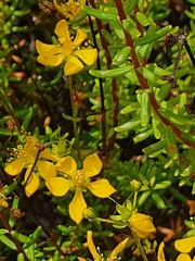 Hypericum empetrifolium