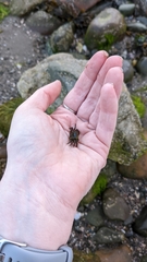 Hemigrapsus sanguineus