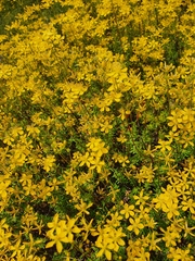 Hypericum empetrifolium