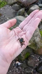 Hemigrapsus sanguineus