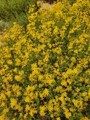 Hypericum empetrifolium