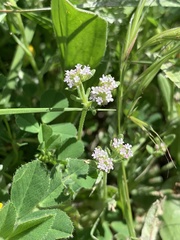 Valerianella discoidea