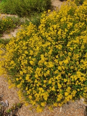Hypericum empetrifolium