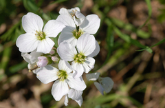 Cardamine dentata