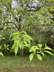 Maclura