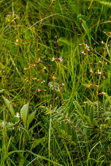 Ophrestia oblongifolia