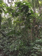 Oxyanthus unilocularis