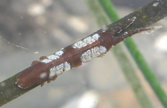 Pentidotea montereyensis