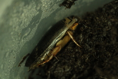 Acilius abbreviatus
