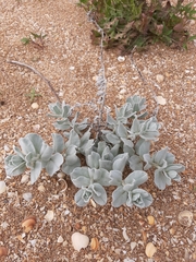 Convolvulus persicus