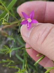 Zeltnera calycosa