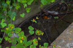 Euphorbia squamosa