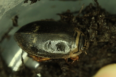Acilius abbreviatus