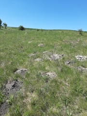 Nannospalax leucodon