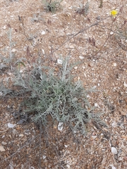 Centaurea arenaria