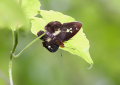 Gerosis phisara