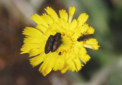 Anthaxia quadripunctata