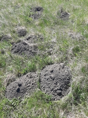 Nannospalax leucodon