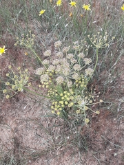 Zosima absinthifolia