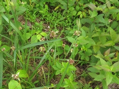 Allium canadense canadense