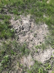 Talpa europaea