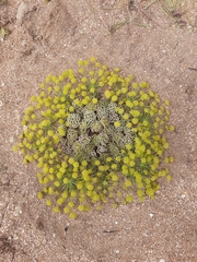Zosima absinthifolia
