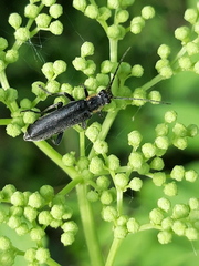Cantharis obscura