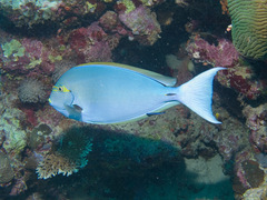 Acanthurus mata
