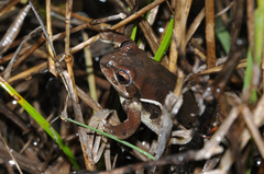 Pseudacris streckeri