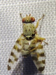 Pseudotephritina cribellum