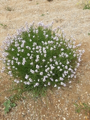 Cakile maritima euxina