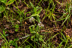 Agathisanthemum bojeri