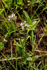 Agathisanthemum bojeri