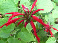 Monarda pringlei