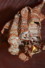 Ropalidia guttatipennis