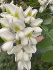 Robinia pseudoacacia