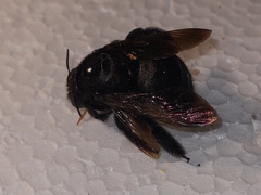 Xylocopa sonorina