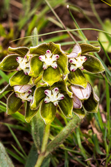 Asclepias cultriformis