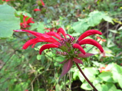 Monarda pringlei