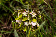 Asclepias cultriformis