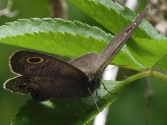 Ypthima argus