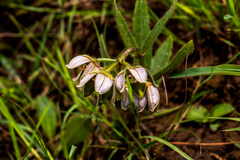 Asclepias cultriformis