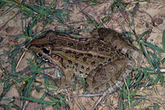 Leptodactylus fuscus